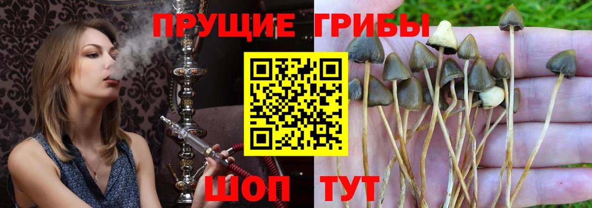 Солнечногорск  Псилоцибиновые грибы Psilocybe  Вход с VPN 